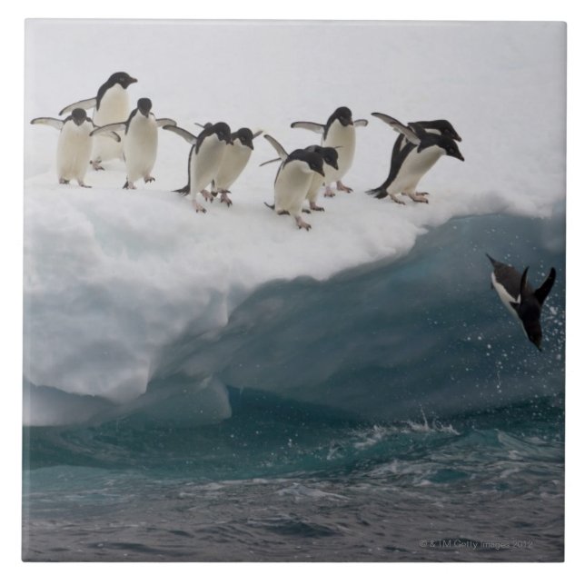 Azulejo Pingüinos de Adelie que se zambullen en el mar (Frente)