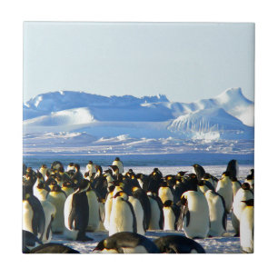 Azulejo Pingüinos emperador
