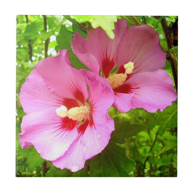 Azulejo Pink Hibiscus Ceramic Tile (Frente)