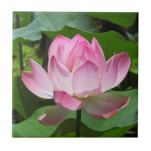 Azulejo Pink Lotus Bloom