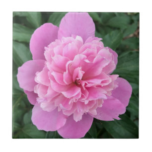 Azulejo Pink Peony