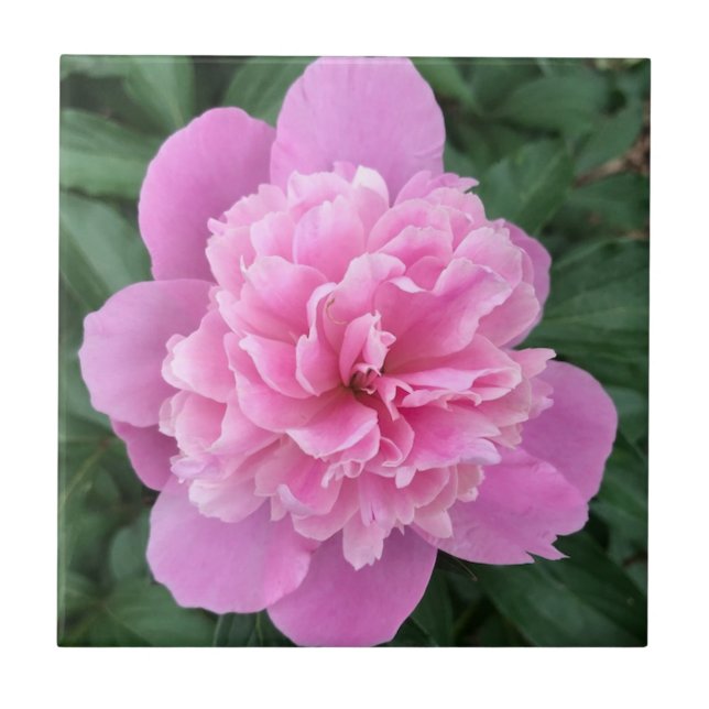 Azulejo Pink Peony (Frente)