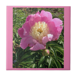 Azulejo Pink Peony Ceramic Tile