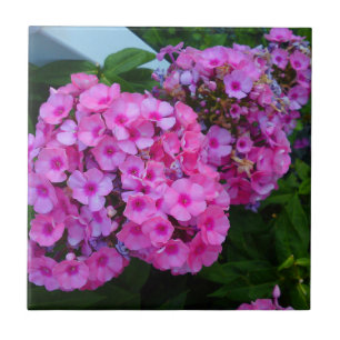 Azulejo Pink Phlox Tile