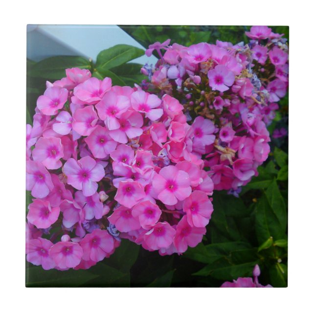 Azulejo Pink Phlox Tile (Frente)