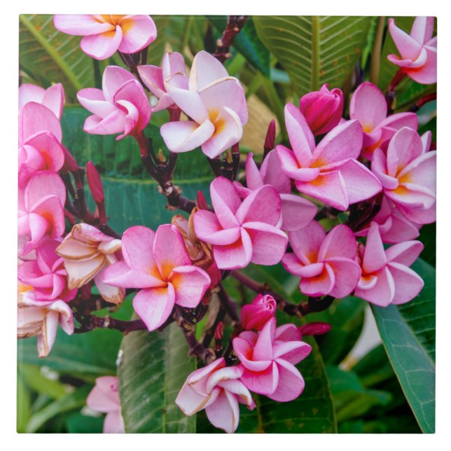 Azulejo Pink Plumeria (Frente)