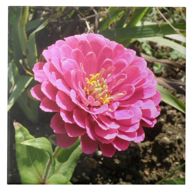 Azulejo Pink Zinnia Tile (Frente)