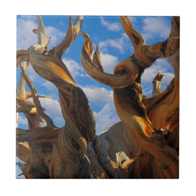 Azulejo Pino Bristlecone (Frente)