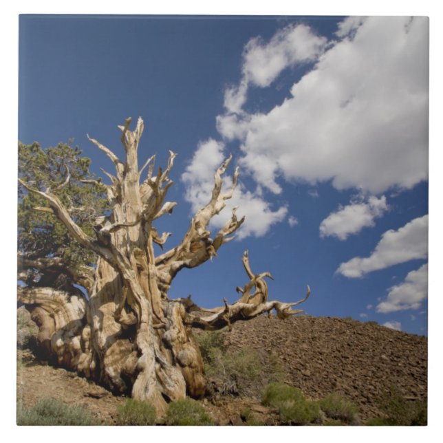 Azulejo pino de Bristlecone en el bosque de Bristlecone, (Frente)