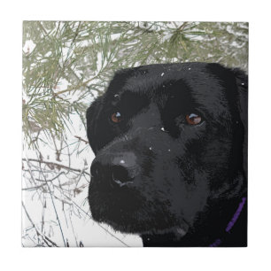 Azulejo Pinos espumosos - Labrador de nieve - Laboratorio