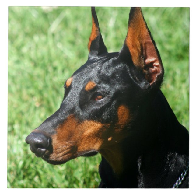 Azulejo Pinscher del Doberman (Frente)