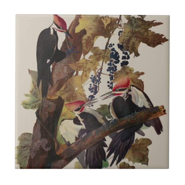 Azulejo Pintado de pájaro carpintero con basculante Audubo (Frente)