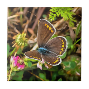 Azulejo Pintado de poliommatus Icarus de mariposa azul com