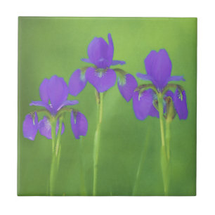 Azulejo Pintura de iris morado - Arte de flores original