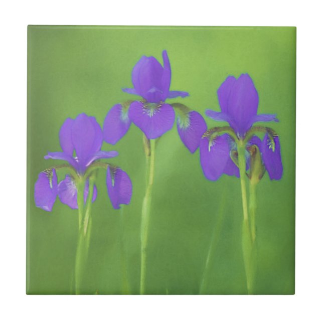 Azulejo Pintura de iris morado - Arte de flores original (Frente)
