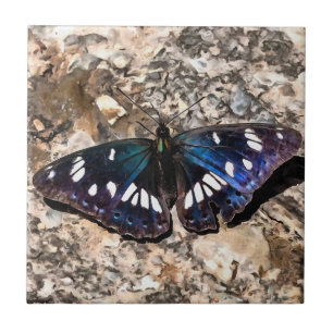 Azulejo Pintura de mariposa azul del almirante blanco del