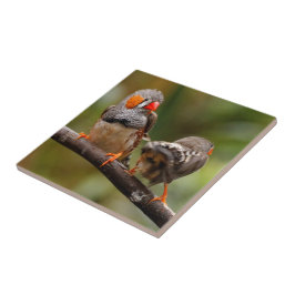 Azulejo Pinzones cebra descarados pájaros cantores en rama