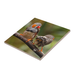 Azulejo Pinzones cebra descarados pájaros cantores en rama
