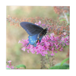 Azulejo Pipevine Swallowtail en Buddleja