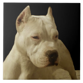 Azulejo Pitbull blanco Terrier