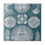Azulejo Plano Azul marino IV<br><div class="desc">Vida marina</div>