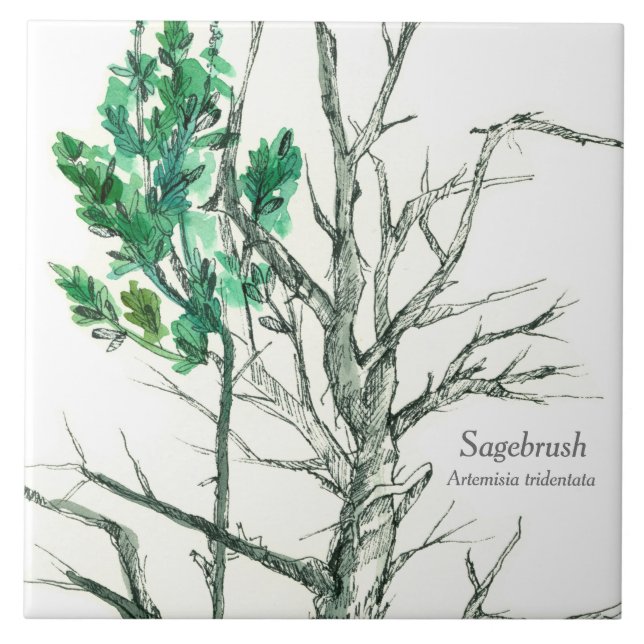 Azulejo Planta botánica Sagebrush Pluma y Dibujo de tinta (Frente)