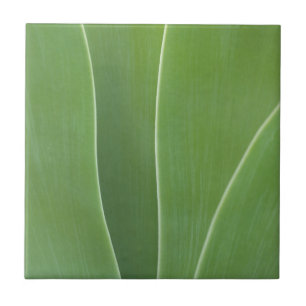 Azulejo Planta de Agave Primer Plano