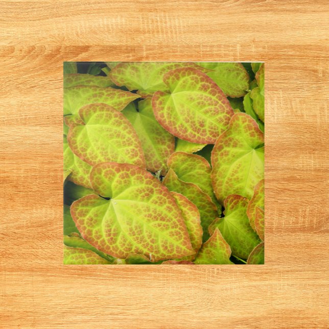 Azulejo Planta de Barrenwort colorida deja flores (In Situ)