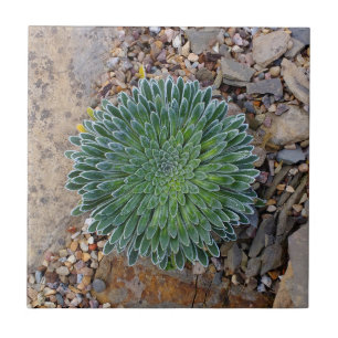 Azulejo Planta de desierto suculenta