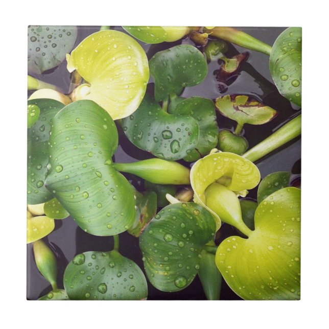 Azulejo Planta de estanques en el supermercado (Frente)