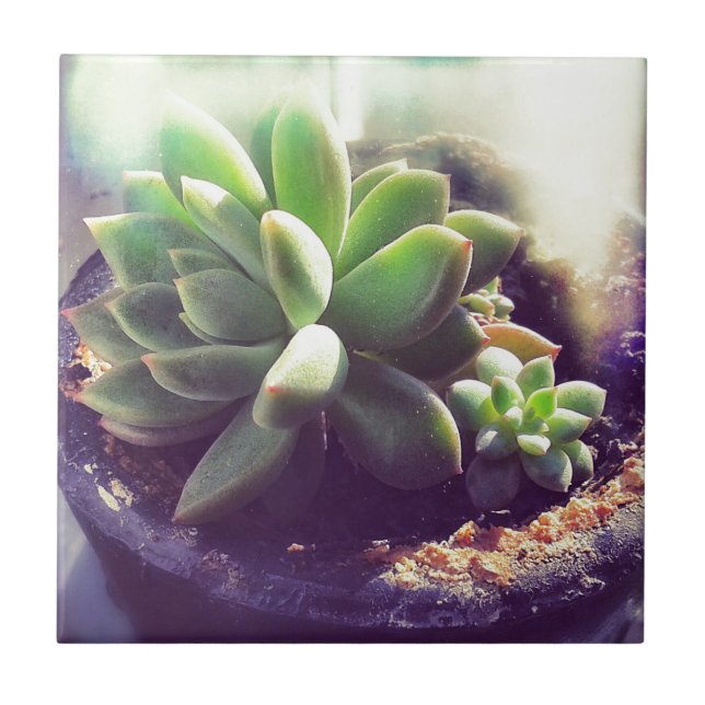 Azulejo Planta de Hen y Chicks (Frente)