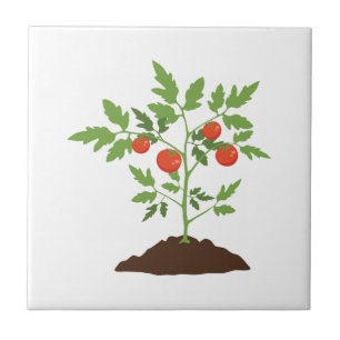 Azulejo Planta de tomate