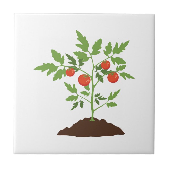Azulejo Planta de tomate (Frente)