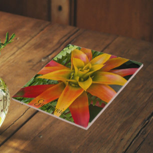 Azulejo Planta Floral de Guzmania Bromeliad