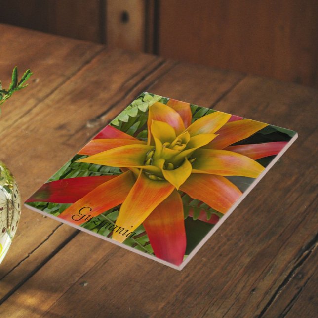 Azulejo Planta Floral de Guzmania Bromeliad (In Situ)