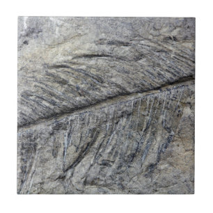 Azulejo Planta fósil