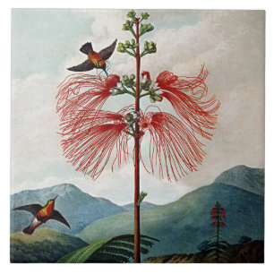 Azulejo Planta sensible floreciente de las floraciones