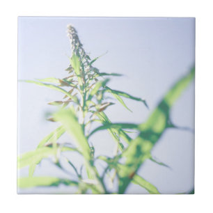 Azulejo Planta verde cielo azul deja flores moradas