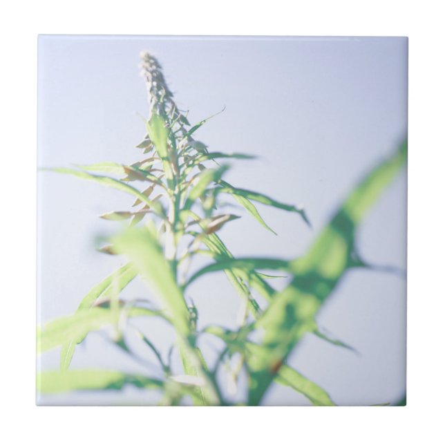 Azulejo Planta verde cielo azul deja flores moradas (Frente)