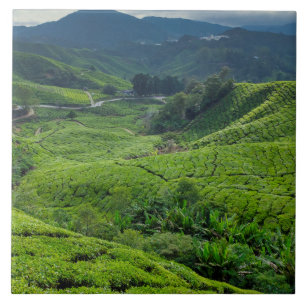 Azulejo Plantación de Té de Cameron Highlands