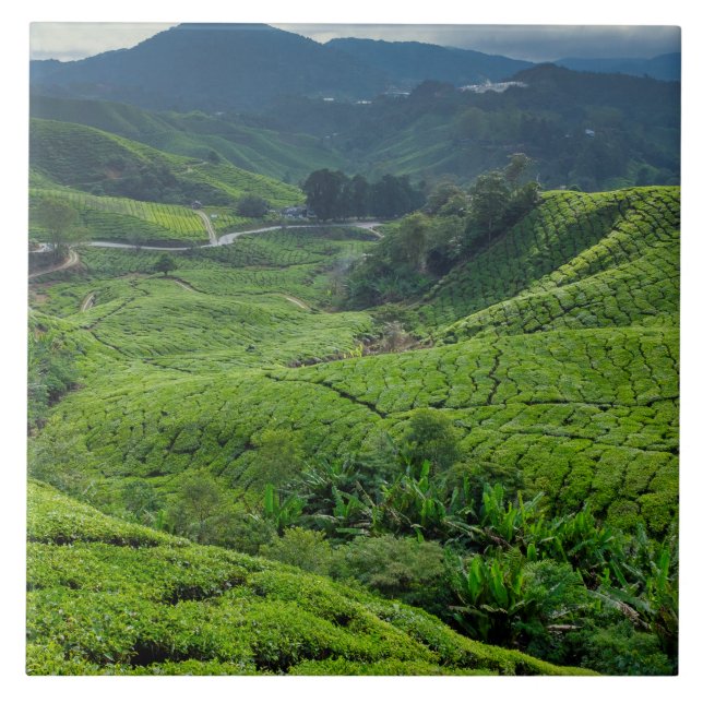 Azulejo Plantación de Té de Cameron Highlands (Frente)