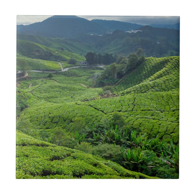 Azulejo Plantación de Té de Cameron Highlands (Frente)