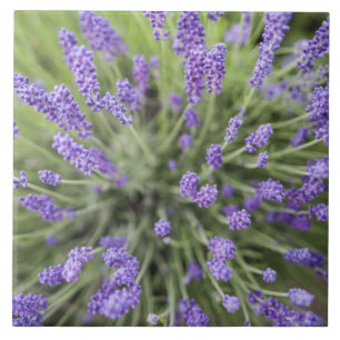 Azulejo Plantas de lavanda