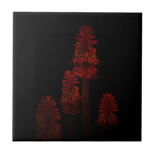 Azulejo Plantas de póker rojas en flor sobre negro,