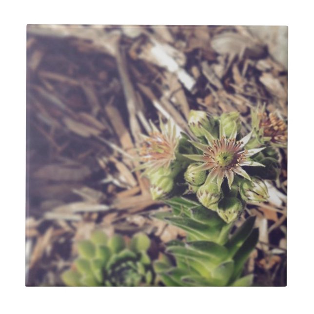 Azulejo Plantas florecientes de la gallina y de los (Frente)