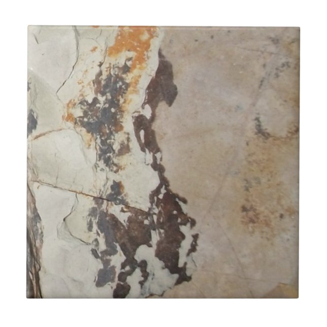 Azulejo PLANTAS Fósiles de las rocas fósiles o interesante (Frente)