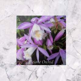 Azulejo Pleione Windowsill Orchids Floral