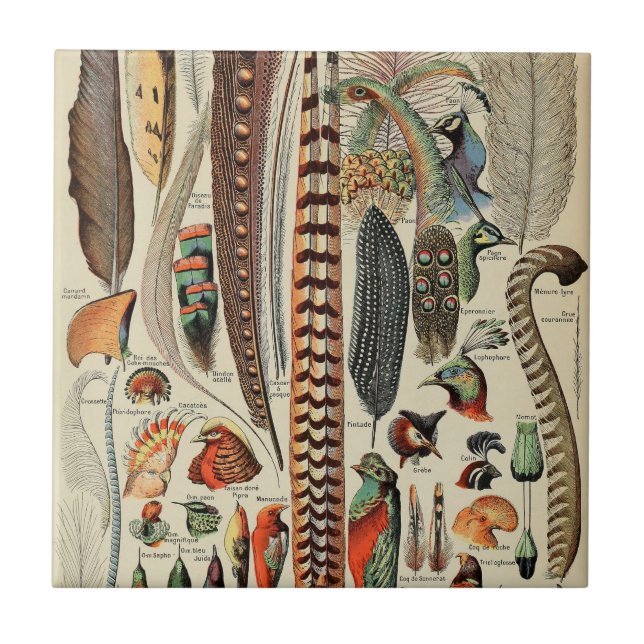 Azulejo Plumas de aves silvestres antigüedades (Frente)