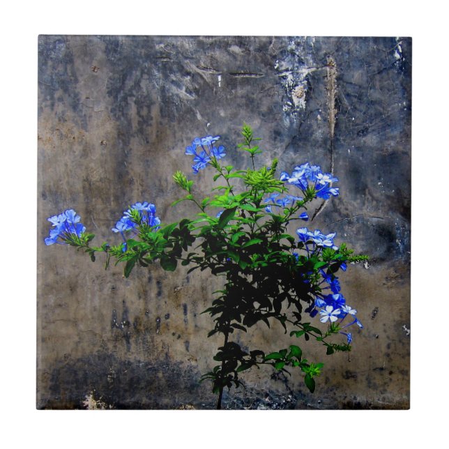Azulejo Plumbago azul (Frente)
