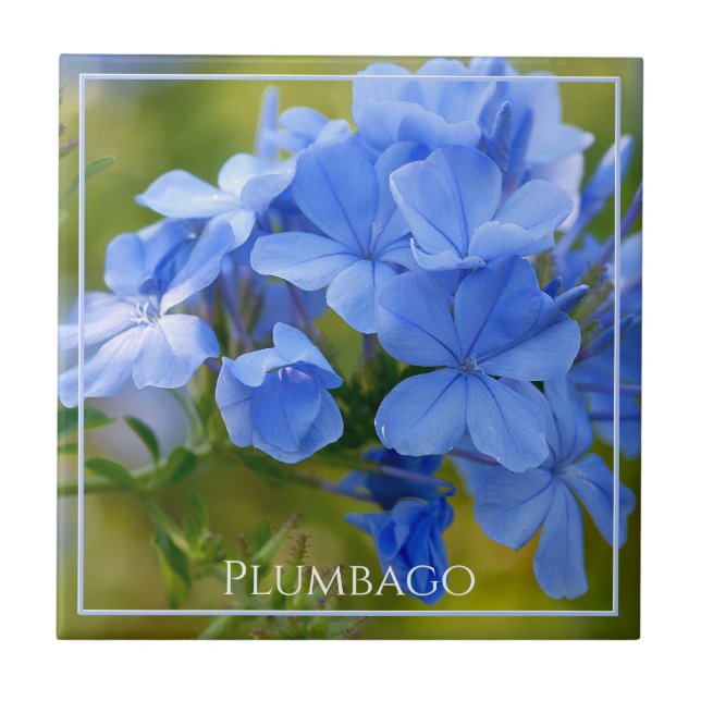 Azulejo Plumbago - Flores azules de verano fotografía natu (Frente)